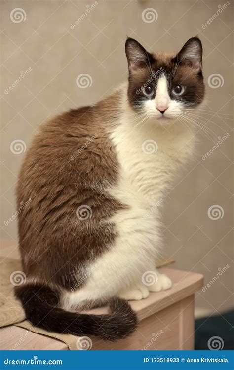 Thai cat with blue eyes stock image. Image of kitten - 173518933