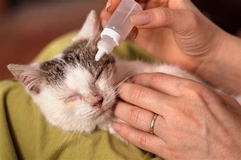 Recognizing the Symptoms of Eye Infection in Cats | Forever Vets