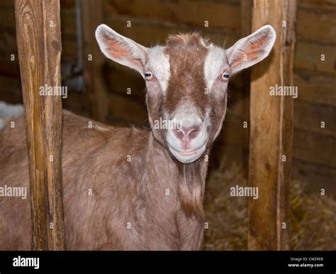 Pygmy goat uk hi-res stock photography and images - Alamy