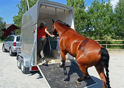 The Basics of Training a Horse