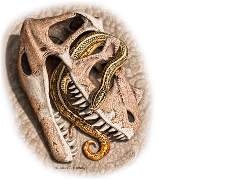 Fossils of oldest known snakes unearthed | Science | AAAS