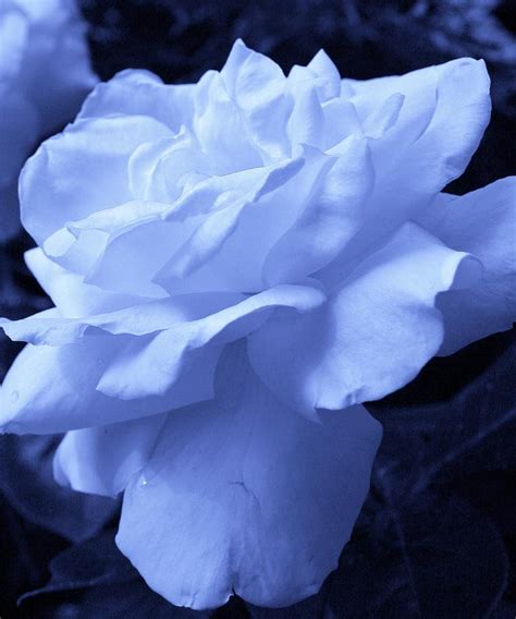 Ice Blue Rose Photograph by Bruce Bley | Fine Art America