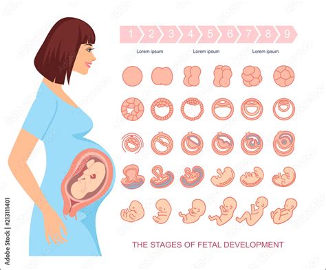 Fetal Development Stages And Baby Growth Gynecology Care Qatar – NBKomputer