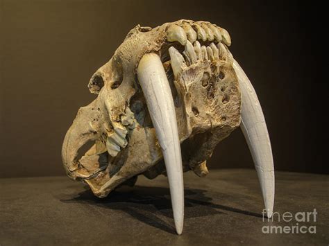 Saber Tooth Tiger Skull Front