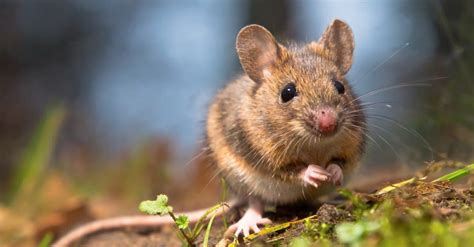 10 Animals that Sing - IMP WORLD