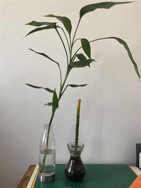 Lucky bamboo propagation : r/plantclinic