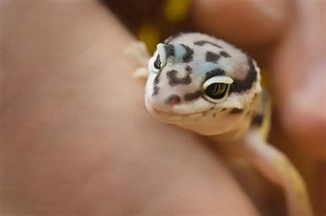 10 Reasons Your Leopard Gecko is Shedding a Lot - Gecko Advice