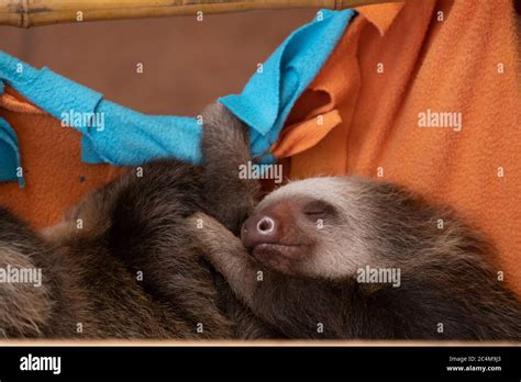 Cute baby sloth sleeping peacefully while holding on to orange sheets hung from a bamboo pole ...