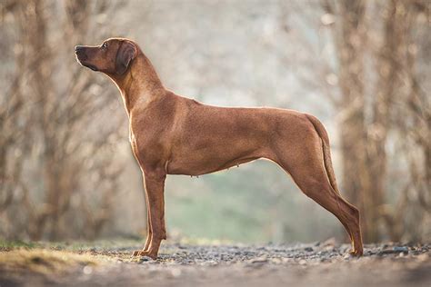 Rhodesian Ridgeback Dog Breed Information