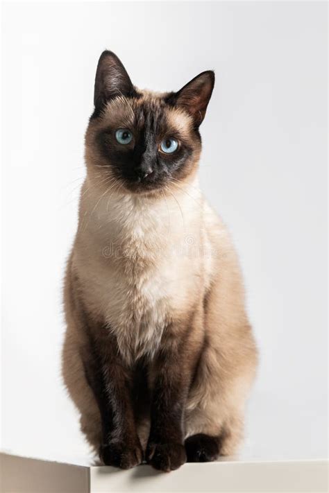 Thai Cat with Blue Eyes Sitting on White Background Stock Photo - Image of classic, siamese ...