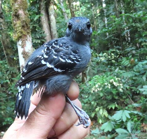 Common Scale-backed Antbird - Willisornis poecilinotus male subadult ...