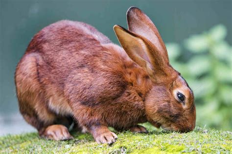 47 races de lapins à garder comme animaux de compagnie