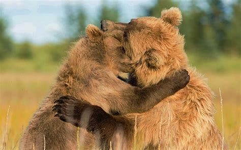 HD wallpaper: Bears, Animal, Brown Bear, Couple, Cute, Hug, animal ...