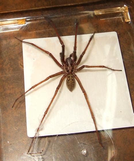 Giant House Spider Size