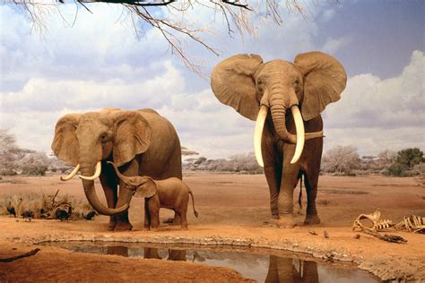 🔥 [50+] African Wildlife Desktop Wallpapers | WallpaperSafari