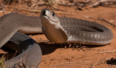 What Does A Black Mamba Snake Look Like - Snake Poin