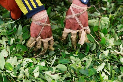 Colombia cocaine coca paste farming trade - Business Insider