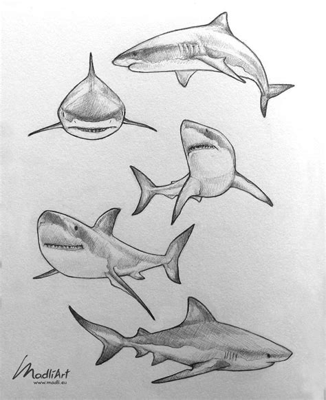 pencil drawing of sharks and shark teeth