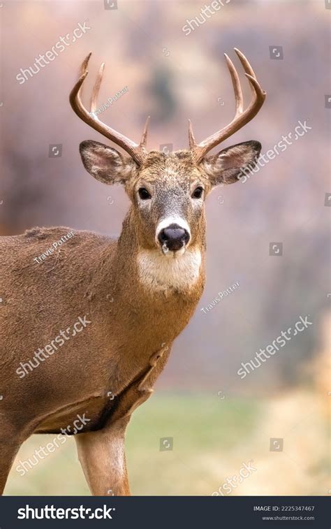 Portrait Buck Whitetail Deer Large Antlers Stock Photo 2225347467 | Shutterstock