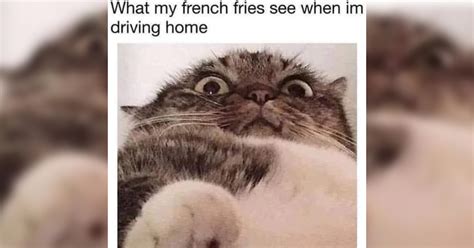 Funniest Fat Cat Memes for the Flabulous and Chonktastic Beasts That ...