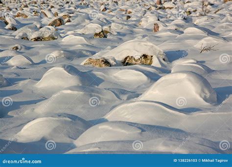 Forest in the Ural Mountains. Stock Image - Image of forest, bright ...