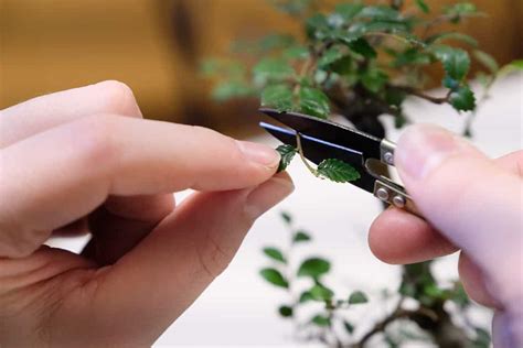 The 5 Best Tools for Bonsai Trimming - A-Z Animals