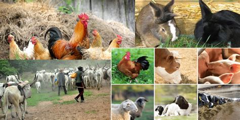 Livestock Farming Business Plan in Nigeria - Youth Entrepreneurship