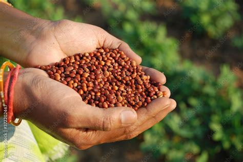 red gram, seeds, pulse, hands, farmer, female, produce, healthy, organic, India, Asia, texture ...