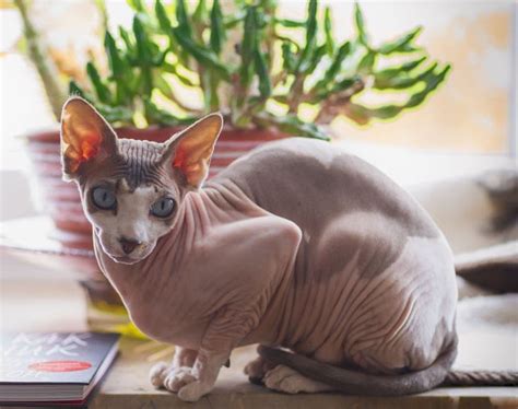 8 Sphynx Cat Colors: An Overview (With Pictures) | Hepper