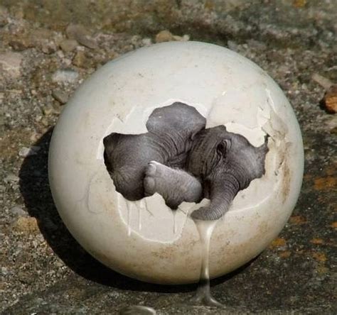 The Fun Stuffs: Anyone Seen Elephant Egg