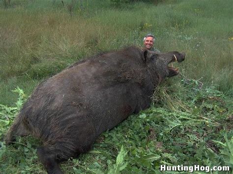 Giant Hog Killed in Texas | Hog Hunting