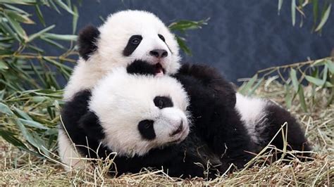 'Cuddly' diplomacy: Canada's new panda cubs renew the politics of cuteness | CBC News