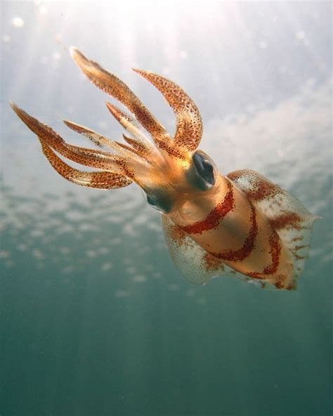 Southern calamari squid (Sepioteuthis australis) Photo Credit: Jason ...