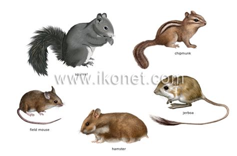 animal kingdom > rodents and lagomorphs > examples of rodents image - Visual Dictionary