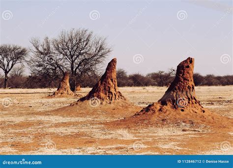 Termite Hills in Namibia Africa Stock Photo - Image of wild, sausages: 112846712