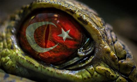 eyes, Turkey HD Wallpapers / Desktop and Mobile Images & Photos