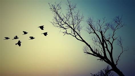 Tree, Nature, Silhouette, Landscape | Cool pictures of nature, Nature ...