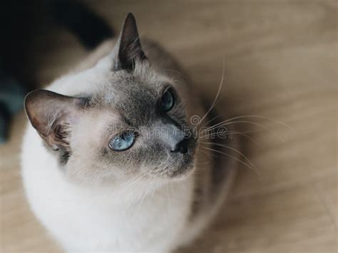 Thai cat with blue eyes. stock image. Image of breed - 146085955