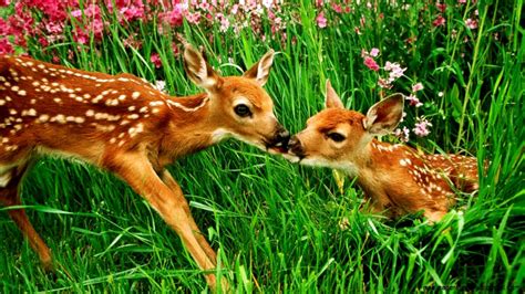 Baby Deer Wallpaper | Wallpapers Gallery