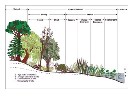 Wetland - Wikipedia