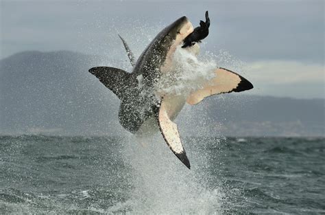 Orca vs great white: killer duel explained - Australian Geographic