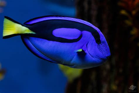 Dory in Finding Nemo - Facts and Photographs | Seaunseen