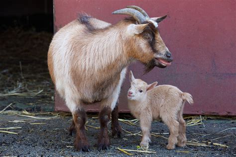 African Pygmy Goat - Connecticut's Beardsley Zoo