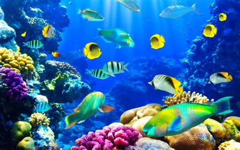 fish, Fishes, Underwater, Ocean, Sea, Sealife, Nature Wallpapers HD / Desktop and Mobile Backgrounds