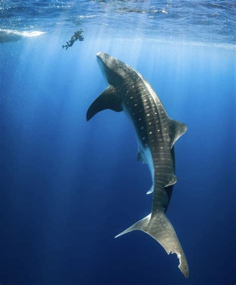 The size of a whale shark compared to a diver