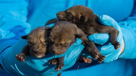 Red Wolf pup dies one week after NC Museum of Life and Science welcomes new litter - ABC11 ...