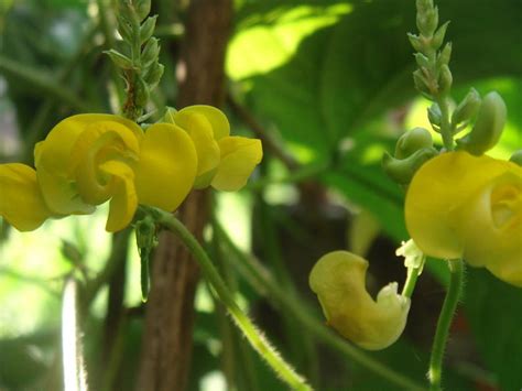 Home & Garden Vine Seeds Dolichos biflorus Yellow Pea Vine 5 seeds magnumcap.com