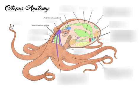 Octopus Anatomy Diagram | Quizlet