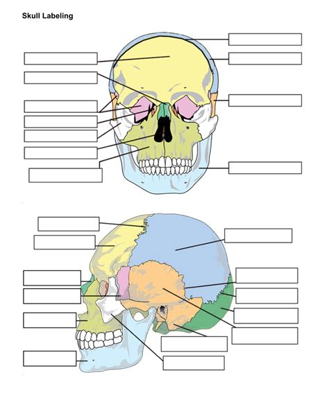 Skull Bones Labeling Worksheet - Printable Calendars AT A GLANCE