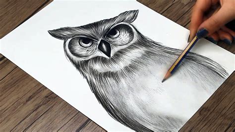 Owl Sketch